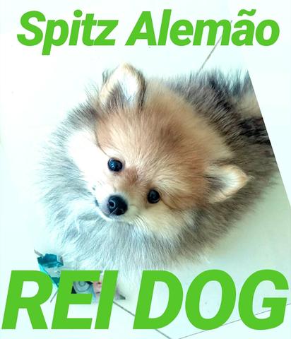 Spitz Alemão macho com Pedigree - REI DOG