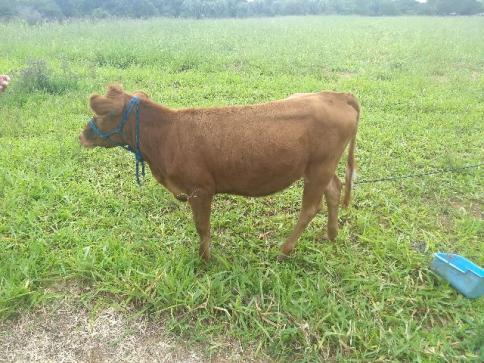 Terneira Jersey x Red Angus