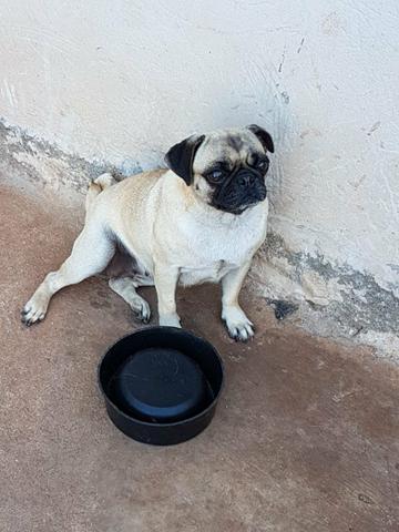 Vendo Pug