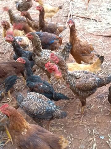 Vendo galos, galinhas, frangos VIVOS