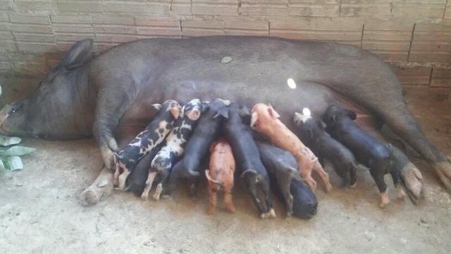 Vendo porcos caipira para reprodução
