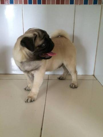 Vendo pug 5 meses