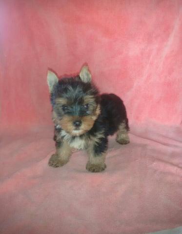 Yorkshire terrier micro