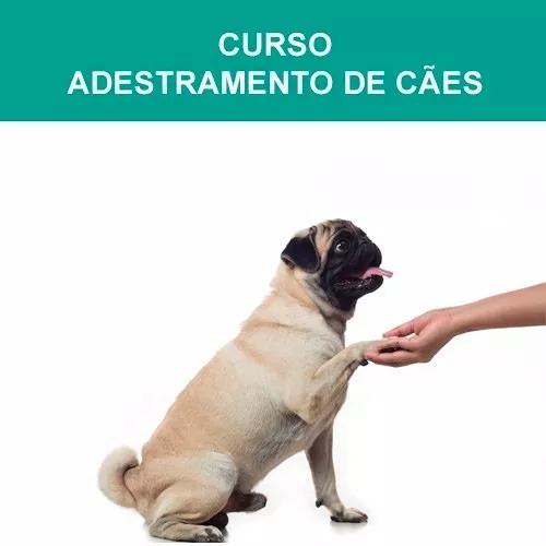 Adestramento De Cães