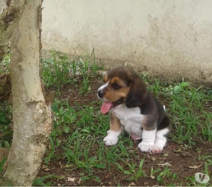 Beagle tricolor 13 polegadas