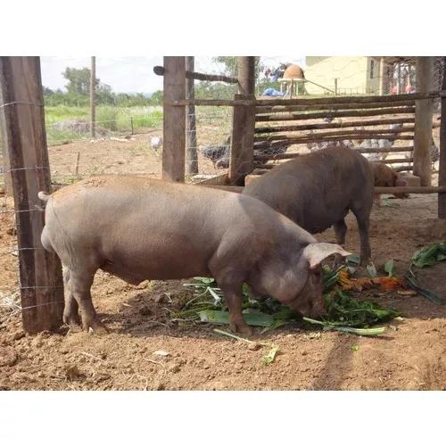 Doando Porcos E Porquinhos Da India Interessados 4199976161