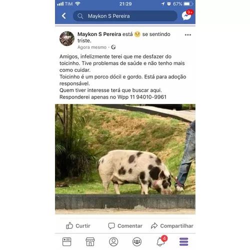 Doação De Porco