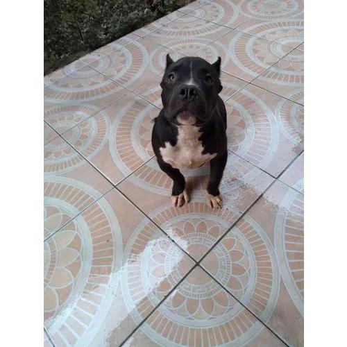 Filhote De American Bully