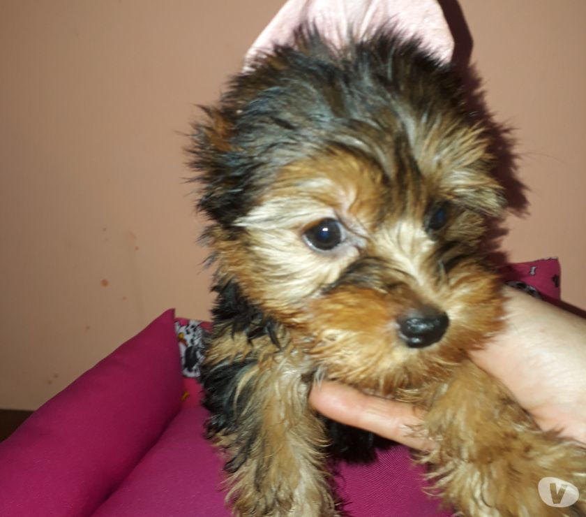 yorkshire terrier filhotes