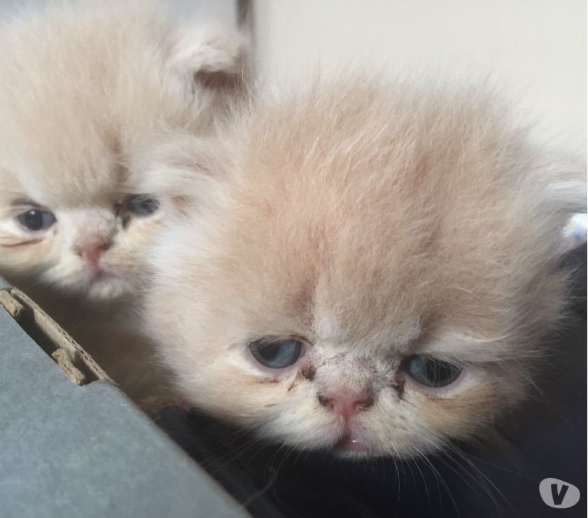 Gatos persas de alto padrão com pedigree