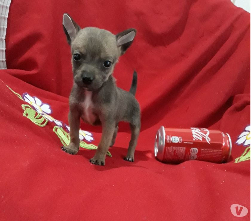 Pinscher feminha e machinho lindos e pequeninos