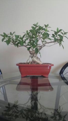 Pré bonsai