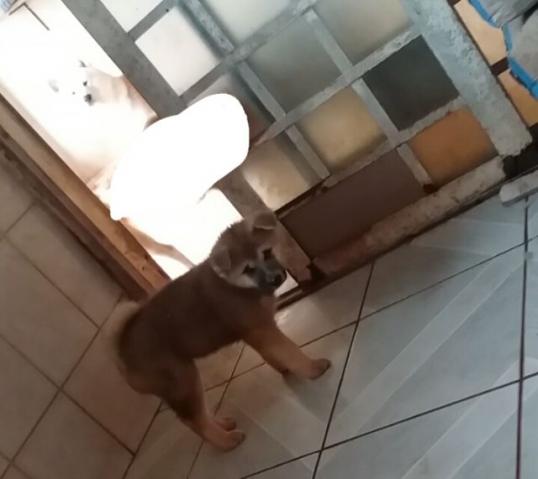 Akita Inu ultimo da ninhada