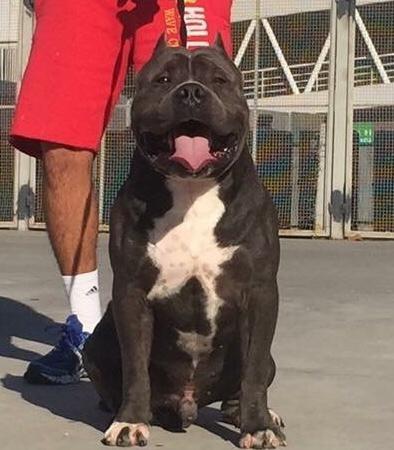 American Bully