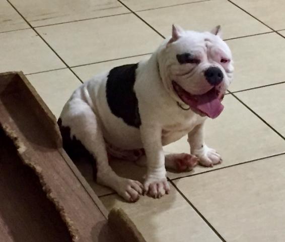 American Bully