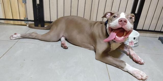 American Pitbull Terrier Fêmea com Pedigree 6 meses