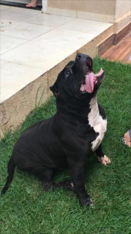 American bully disponível para cobertura