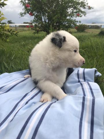 Border Collie Marley