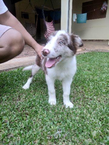 Border Collie macho red merle