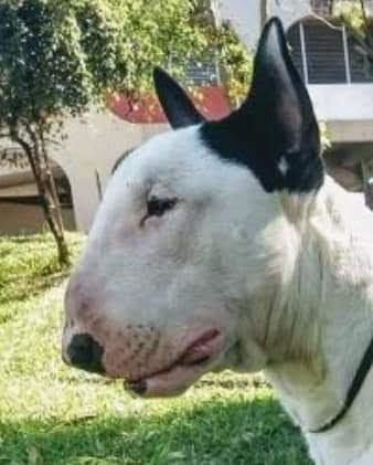 Bull Terrier Inglês Macho / Cobertura