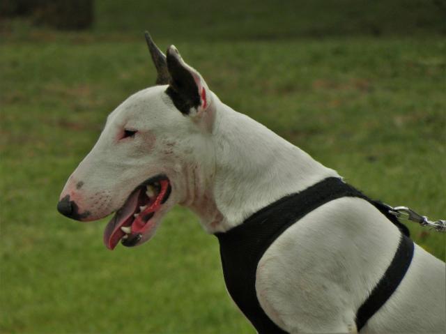 Bull Terrier para cobertura