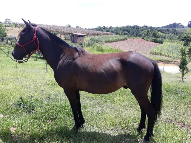 Cavalo Crioulo