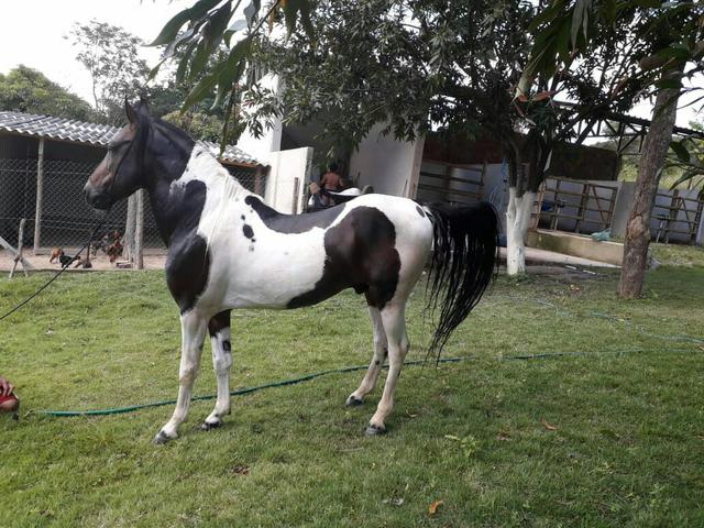 Cavalo Mangalarga