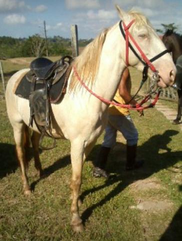 Cavalo albino