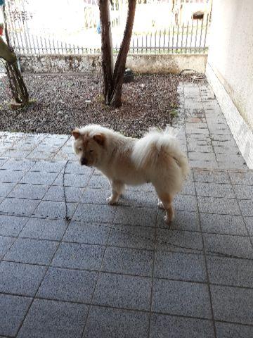 Chow-chow