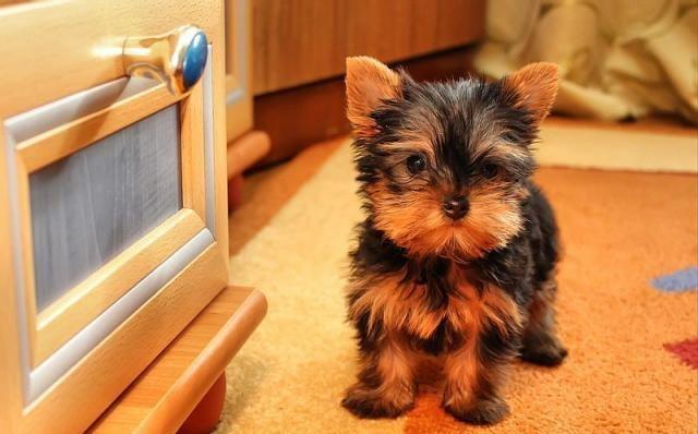 Disponiveis belissimos filhotes de Yorkshire Terrier