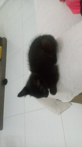 Doaçao de gatinho 4meses