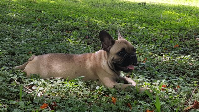 Filhote Macho de Buldogue Francês