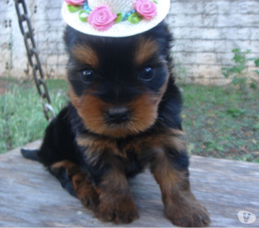 Filhotes Yorkshire Terrier a venda