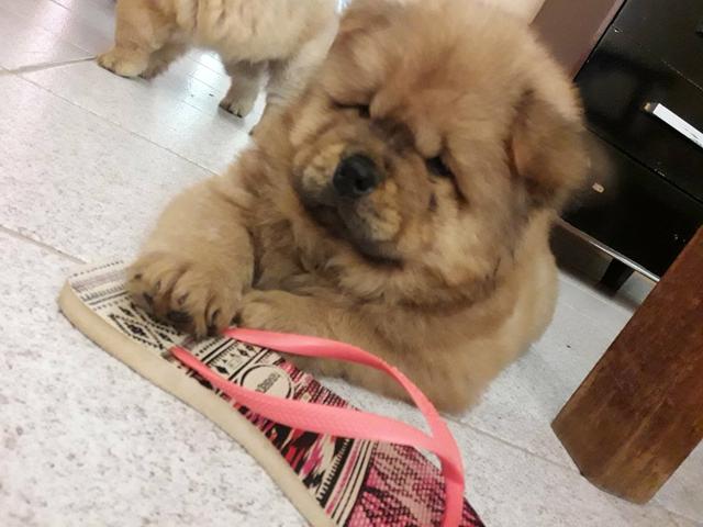 Filhotes chow chow