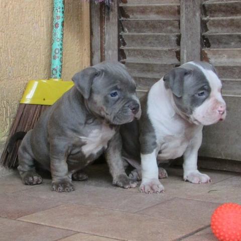 Filhotes de American Bully