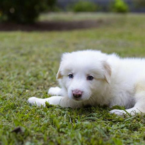 Filhotes de Border Collie