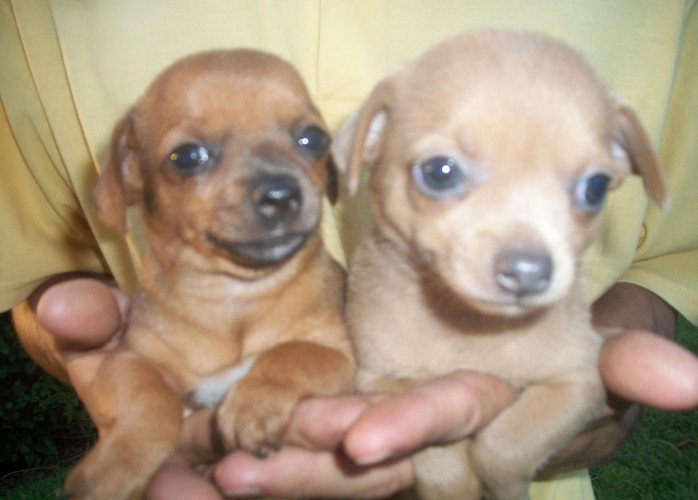 Filhotes de Chihuahua