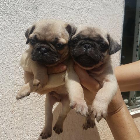 Filhotes de Pug