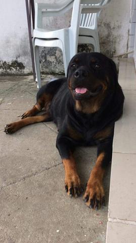 Filhotes de Rottweilers (2 fêmeas disponíveis)