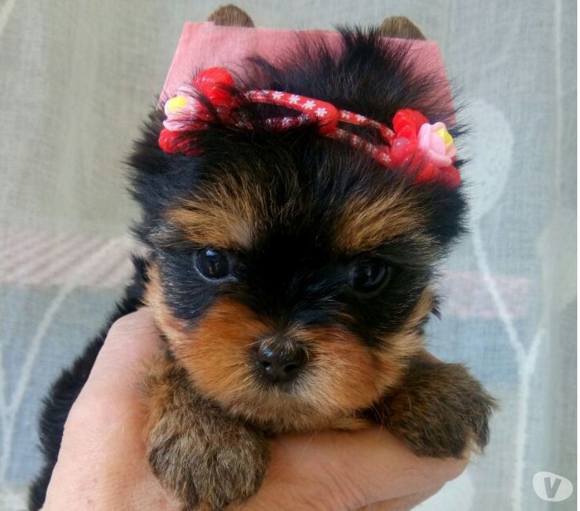 Filhotes de Yorkshire Terrier a venda