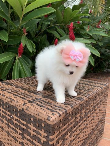 Fêmeas cremes spitz alemão (Lulu da pomerania)