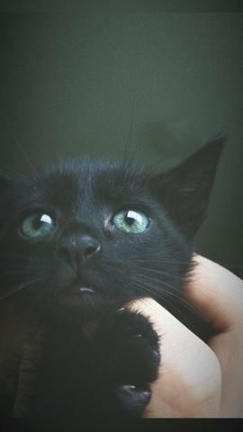Gatinha para doação