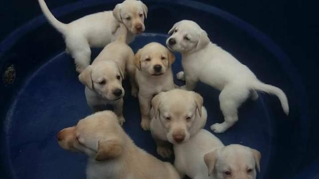 Labrador