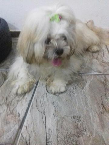 Lhasa Apso Fêmea