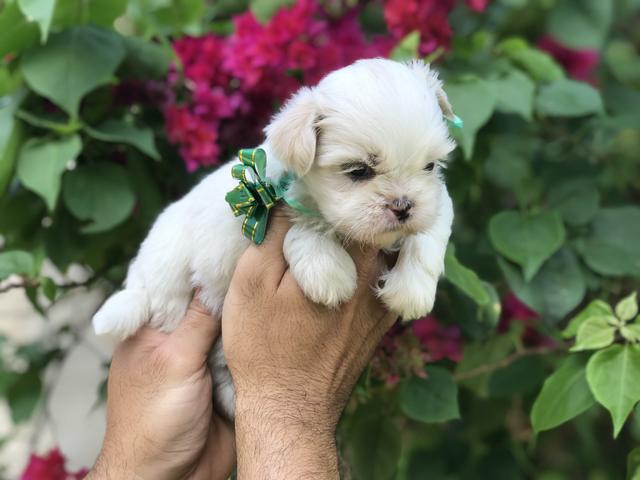 Lindo macho de shih tzu micro