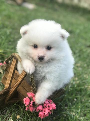 Machinho lindo spitz alemão alto padrão