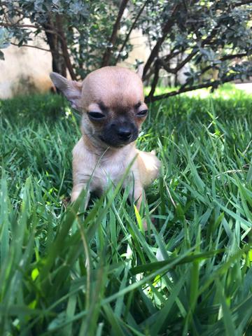 Macho minúsculo de Chihuahua