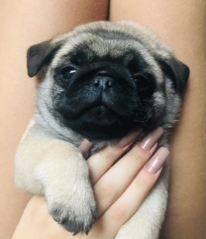 Mini Pug