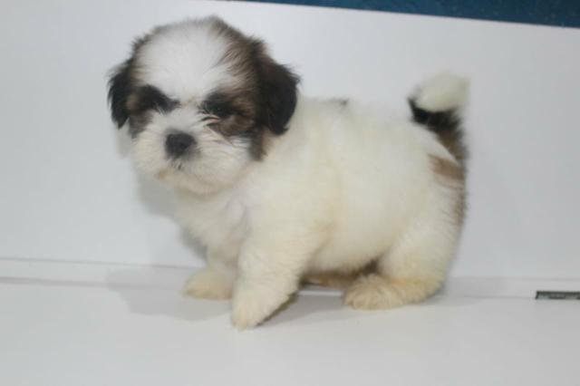 Mini shihtzus lindos babys !!