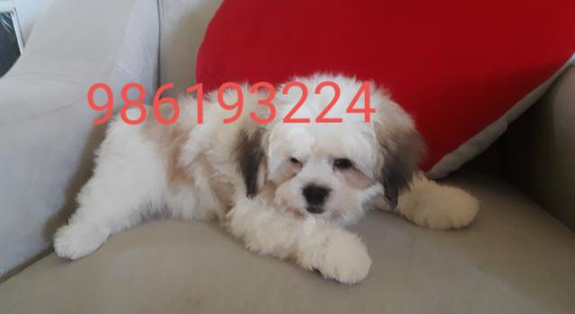 PROMOÇÃO Filhote fofo de Shih Tzu